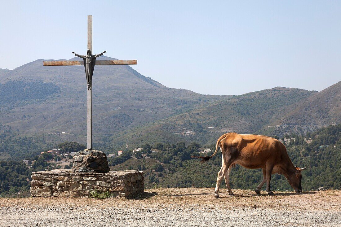 France, Haute Corse, Sant'Andrea di Bozio, cow and cross