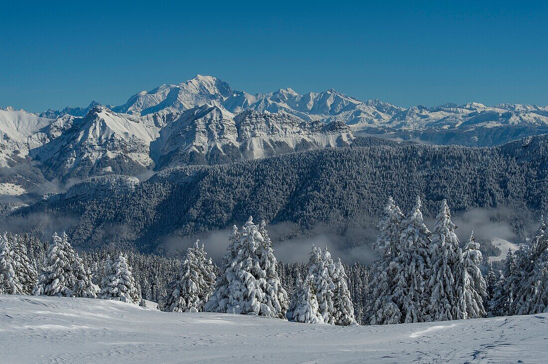 Frankreich, Haute Savoie, massives Bauges, oberhalb von Annecy Grenze zur Savoie, das Semnoz-Plateau außergewöhnlicher Aussichtspunkt auf die Nordalpen, schneebedeckte Tannen und massive Bornes und Mont Blanc