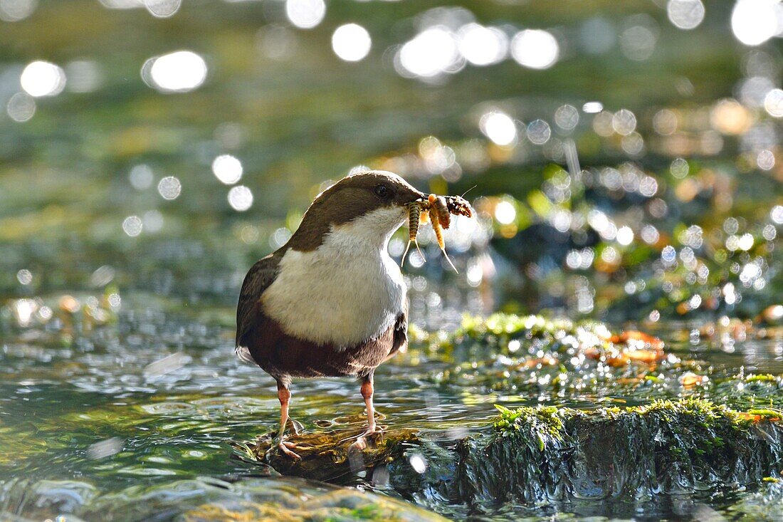 Frankreich, Doubs, Creuse-Tal, Wasseramsel (Cinclus cinclus) im Bach, Altvogel auf der Jagd nach Futter für seine Jungen