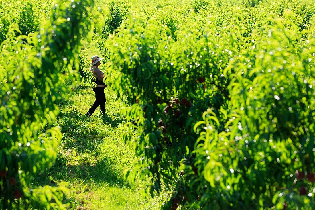 France, Drome, La Roche de Glun, harvesting peaches