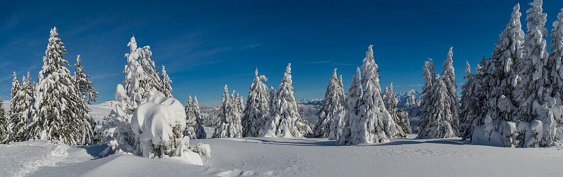 Frankreich, Haute Savoie, massives Bauges, oberhalb von Annecy Grenze zur Savoie, das Semnoz Plateau außergewöhnlicher Aussichtspunkt auf die Nordalpen, Panoramablick auf verschneite Tannen