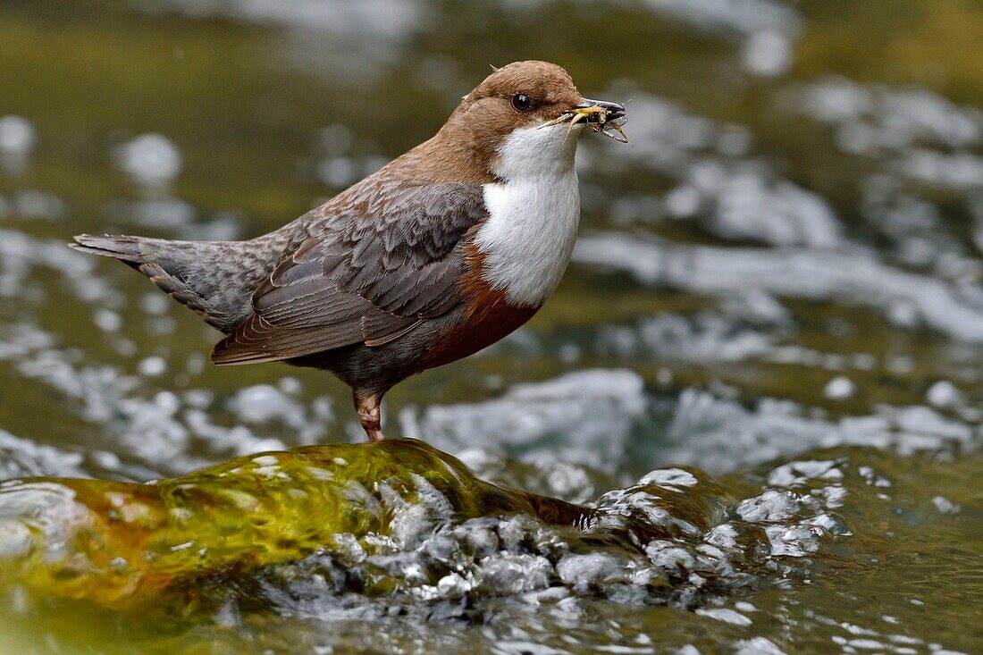 Frankreich, Doubs, Tal der Creuse, Wasseramsel (Cinclus cinclus) im Bach, Altvogel auf der Jagd nach Futter für seine Jungen