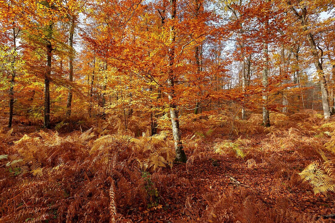 Frankreich, Seine et Marne, Biosphärenreservat Fontainebleau und Gatinais, der Wald von Fontainebleau, der von der UNESCO zum Biosphärenreservat erklärt wurde, der Wald im Herbst im Gebiet des Table du Roi
