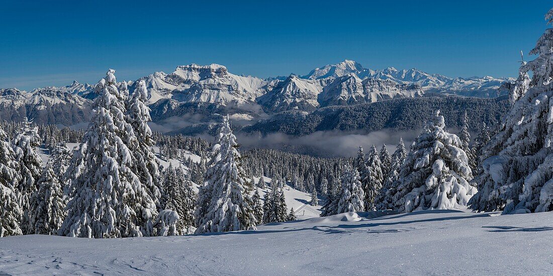 France, Haute Savoie, massive Bauges, above Annecy limit with the Savoie, the Semnoz plateau exceptional belvedere on the Northern Alps, panoramic view of the snow laden forest and massive Bornes and Mount White