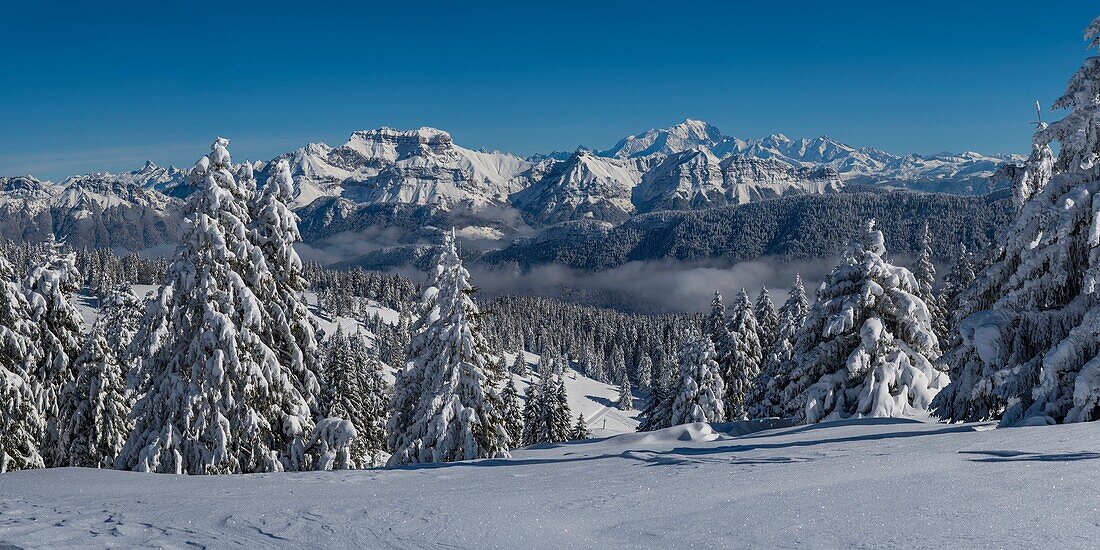 Frankreich, Haute Savoie, massive Bauges, oberhalb von Annecy Grenze mit der Savoie, die Semnoz Plateau außergewöhnlichen Aussichtspunkt auf die nördlichen Alpen, Panoramablick auf die schneebedeckten Wald und massive Bornes und Mount White