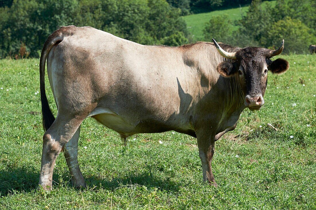 France, Ariege, Betchat, Sandrine Bozom Dangla's farm, breeder cows Casta