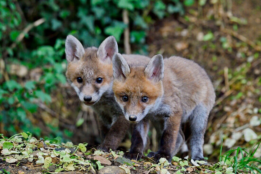 Frankreich, Doubs, Jungfuchs (Vulpes vulpes) im Bau