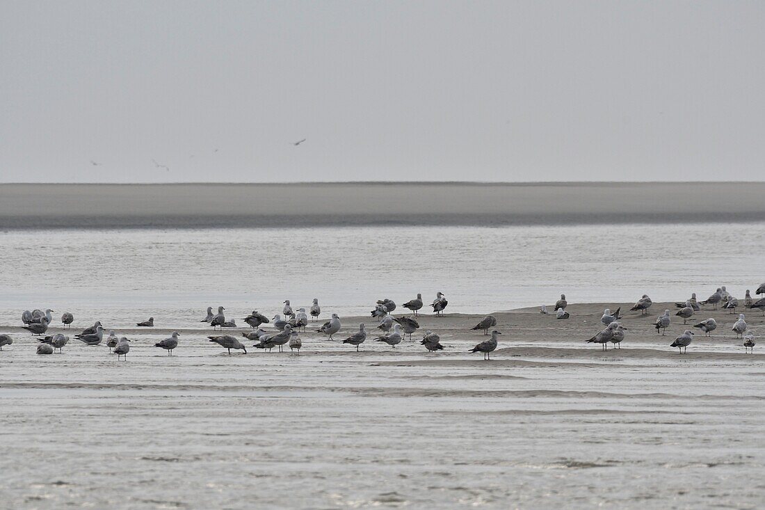 Frankreich, Somme, Berck sur Mer, Bucht von Authie, Möwen bei Ebbe auf dem Sand