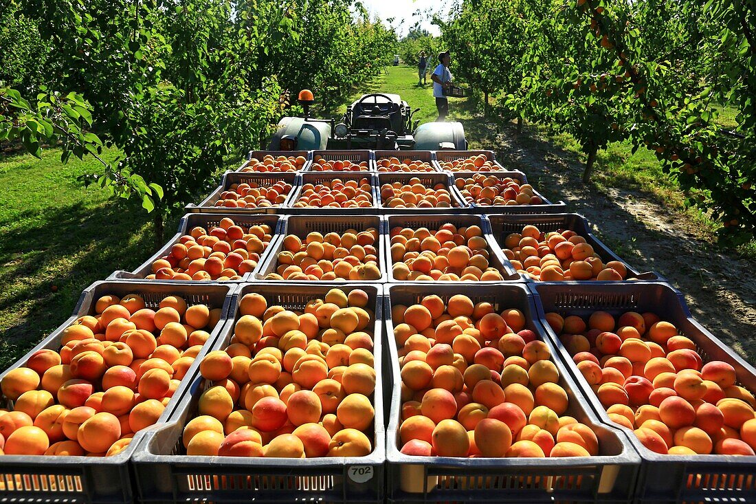 France, Drome, La Roche de Glun, Mansion Bouvat, apricot producer variety Bergeval