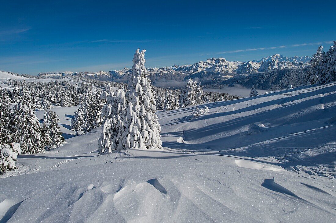 Frankreich, Haute Savoie, massives Bauges, oberhalb von Annecy Grenze zur Savoie, das Semnoz-Plateau außergewöhnlicher Aussichtspunkt auf die Nordalpen, schneebedeckte Tannen und massive Bornes und Mont Blanc