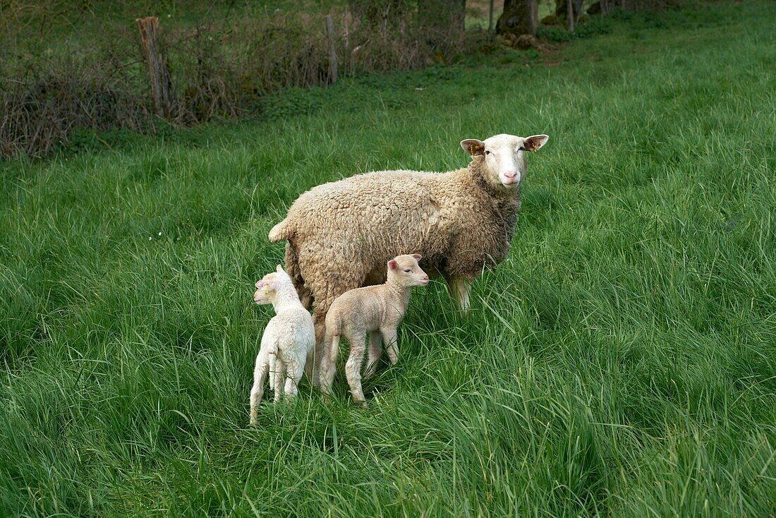 France, Lot, Rocamadour, Breeder of the Lambs of Quercy, breeder, Jean Pierre Arcoutel, Domaine de la Rhue in Rocamadour