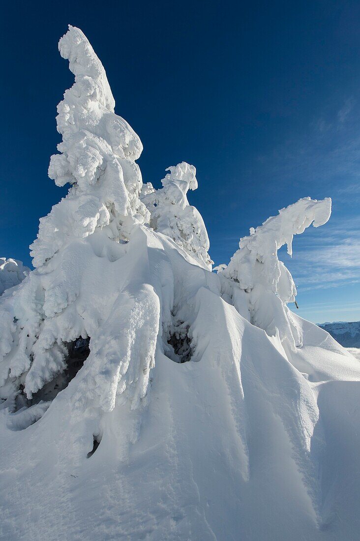 France, Haute Savoie, massive Bauges, above Annecy limit with the Savoie, the Semnoz plateau exceptional belvedere on the Northern Alps, fir trees loaded with snow