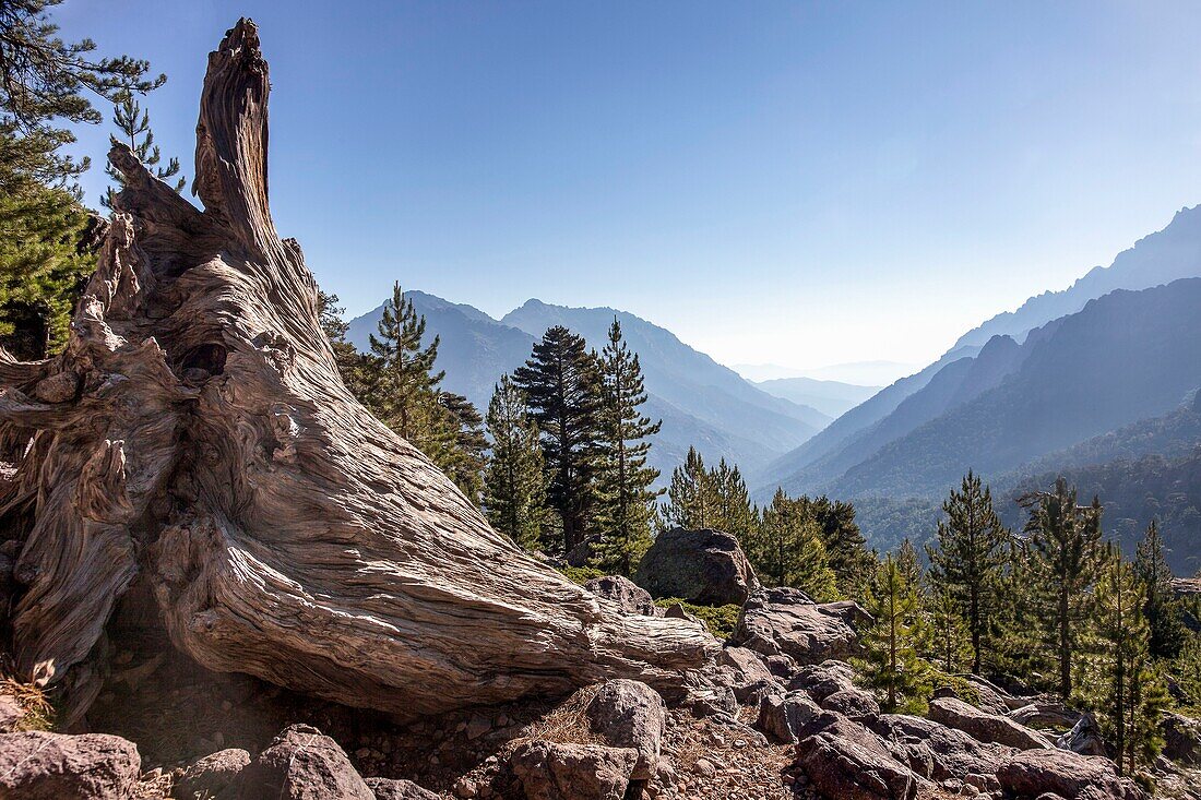 France, Corse du Sud, Asco, dead tree on the GR 20 near the resort of Haut Asco (1422m)