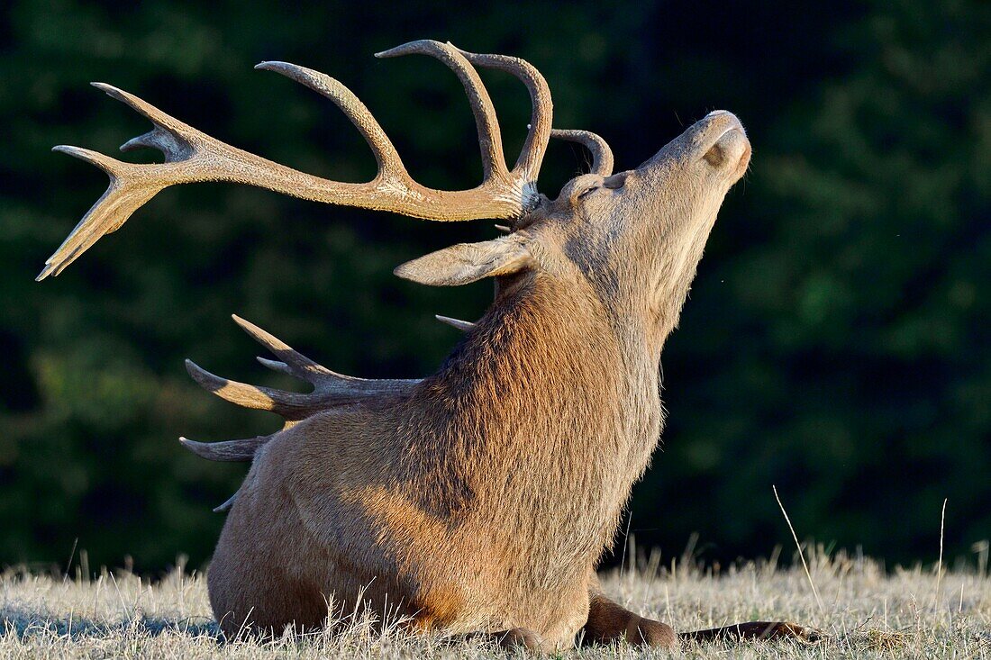 France, Haute Saone, Red Deer (Cervus elaphus), male in the period of slaughter