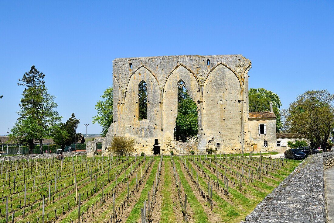 Frankreich, Gironde, Saint Emilion, von der UNESCO zum Weltkulturerbe erklärt, mittelalterliche Stadt, Überreste der romanischen Kirche des Dominikanerklosters und der Weinberg