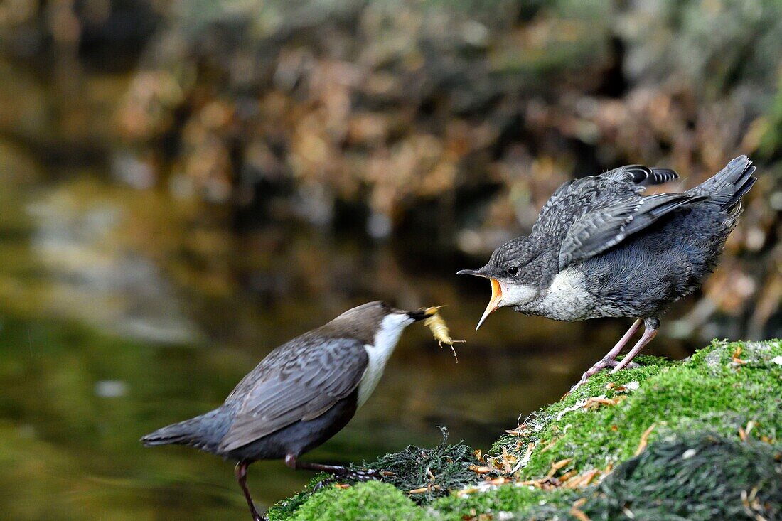 Frankreich, Doubs, Creuse-Tal, Wasseramsel (Cinclus cinclus) im Bach, Erwachsener jagt, um seine Jungen zu füttern