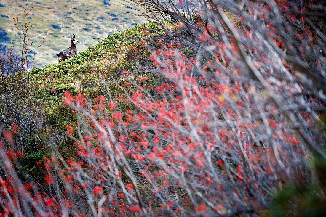 Frankreich, Hautes Alpes, Nationalpark Ecrins, Tal von Valgaudemar, La Chapelle en Valgaudémar, Gämse (Rupicapra rupicapra) und rote Früchte der Eberesche (Sorbus aucuparia)