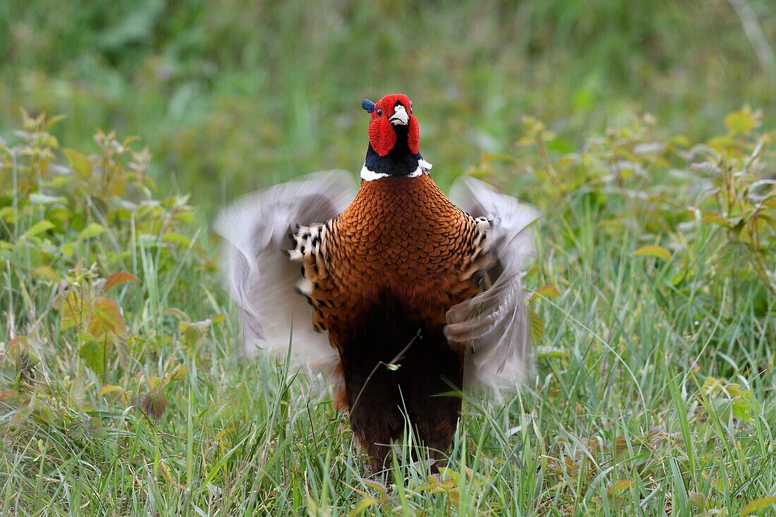 Frankreich, Somme, Gewöhnlicher Fasan (Phasianus colchicus) Hahn im Brutkleid