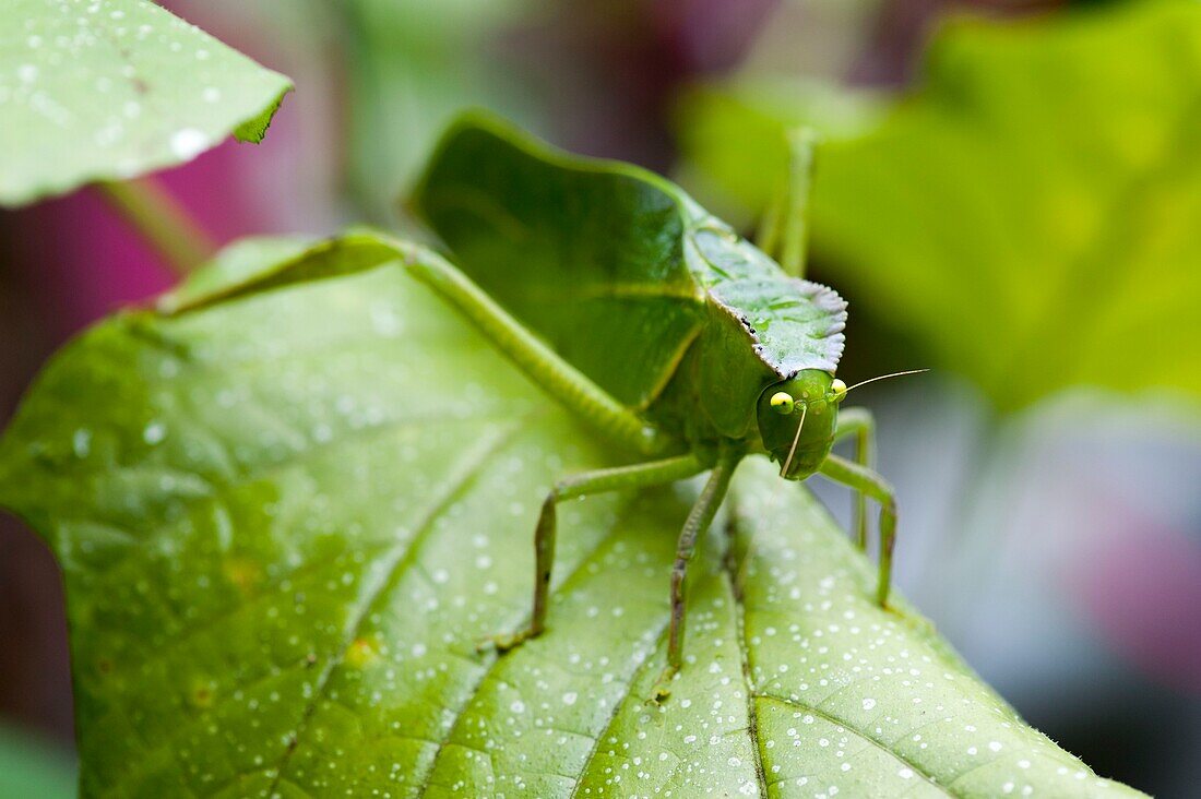 France, French Guiana, Cacao, Giant Katydid (Steirodon careovirgulatum)