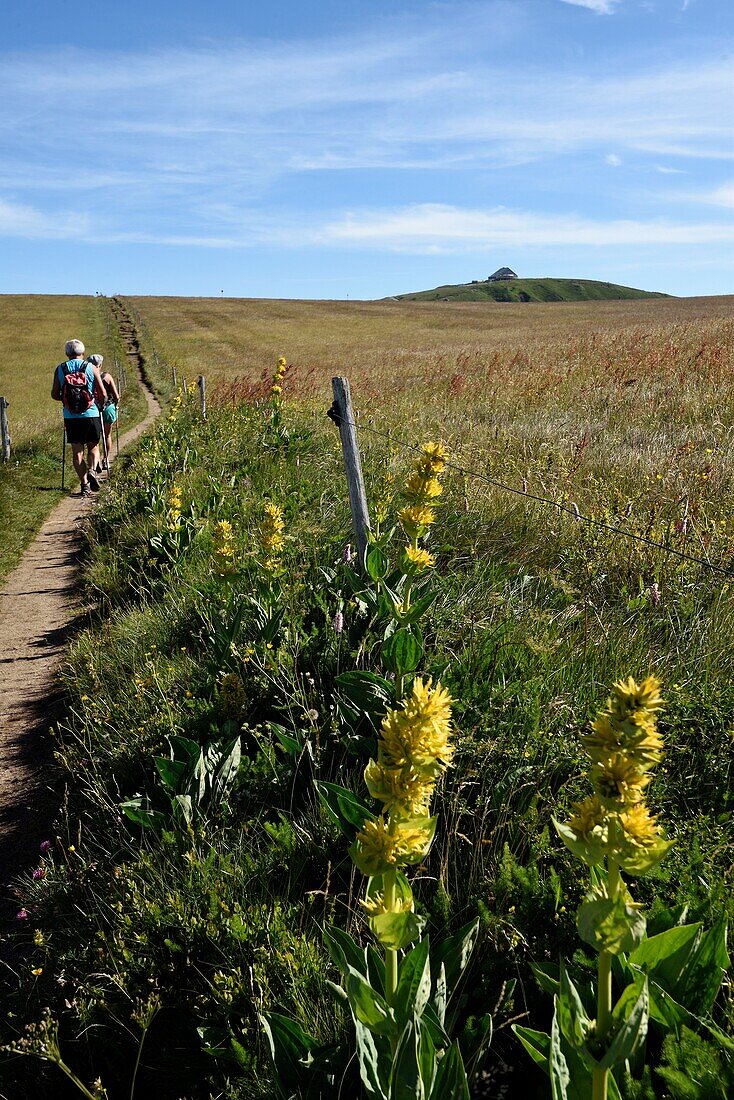 France, Haut Rhin, Hautes Vosges, Le Hohneck, hikers on a trail, yellow gentian (Gentiana lutea)