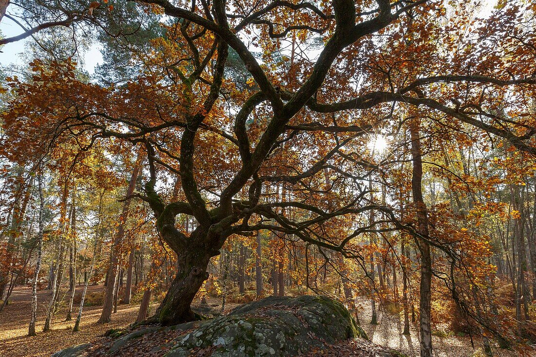 Frankreich, Seine et Marne, Biosphärenreservat Fontainebleau und Gatinais, Wald von Fontainebleau, der von der UNESCO zum Biosphärenreservat erklärt wurde, der Wald im Herbst in der Gegend von Rocher Canon, die Bonzai-Eiche von Rocher Canon, die als einer der bemerkenswertesten Bäume des Waldes von Fontainebleau bezeichnet wird