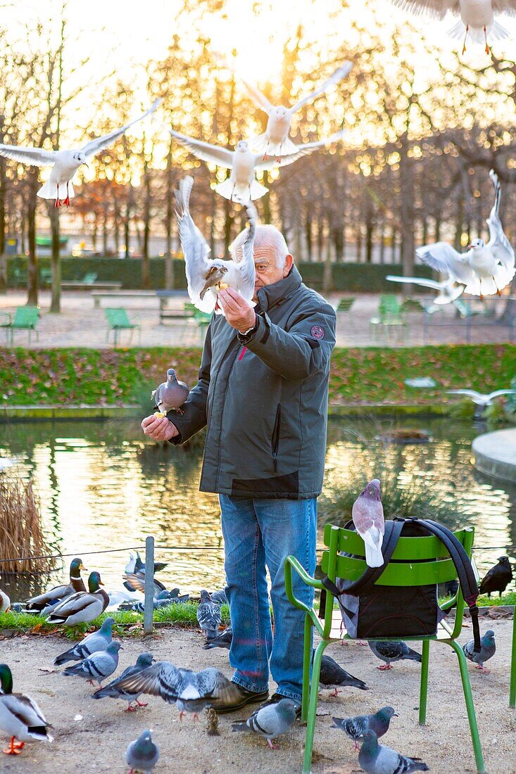Frankreich, Paris, Tuileriengarten, Mann füttert Tauben