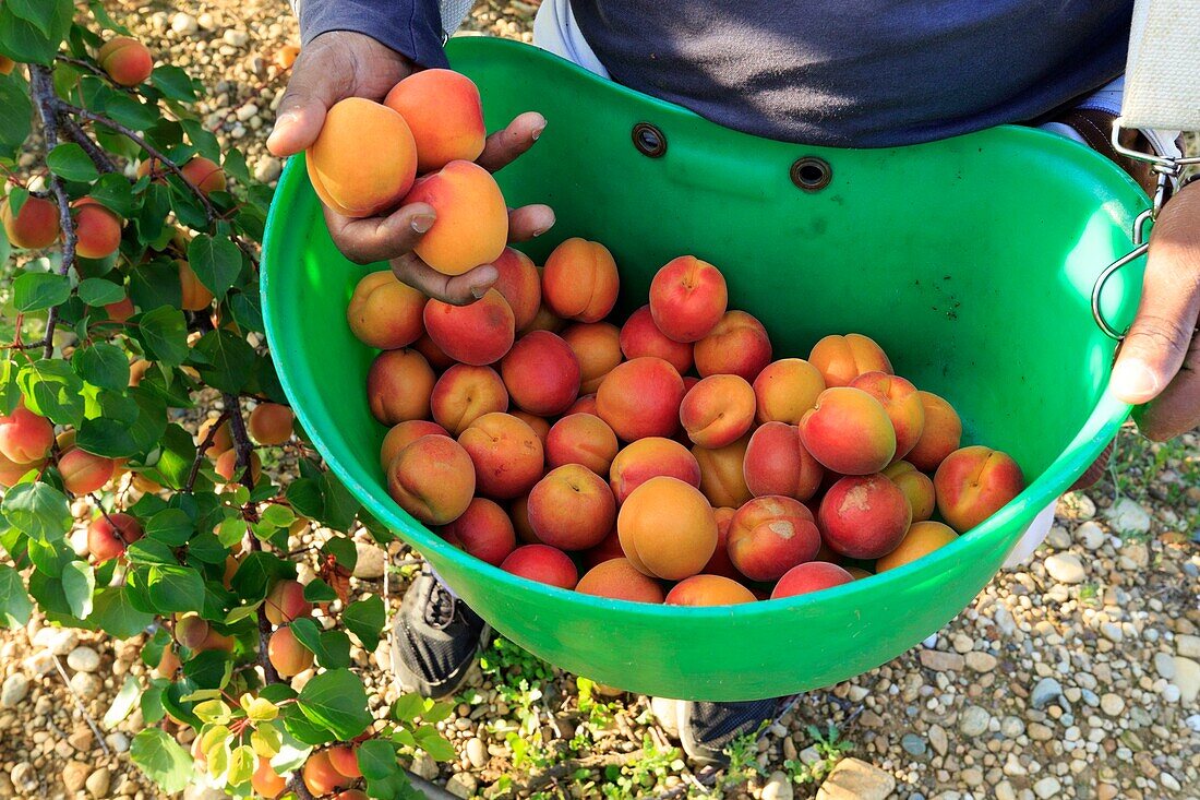 France, Drome, Chanos Curson, apricot harvest