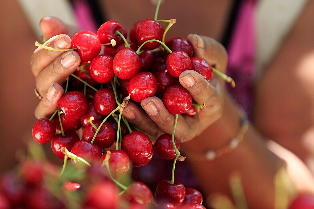 France, Drome, Mercurol, harvesting cherries (Sweetheart variety)