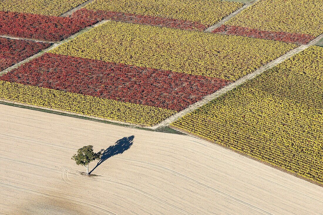 Frankreich, Loire Atlantique, Vieillevigne, Herbst im Weinberg (Luftaufnahme)