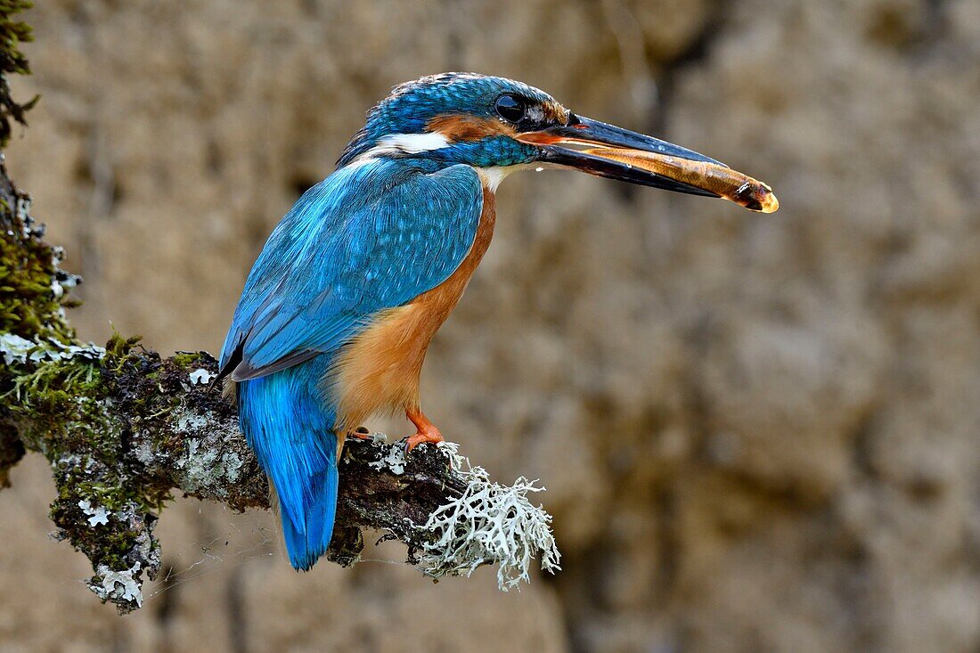 France, Doubs, Allenjoie, Allan River, breeding, feeding, Kingfisher (Alcedo atthis), male