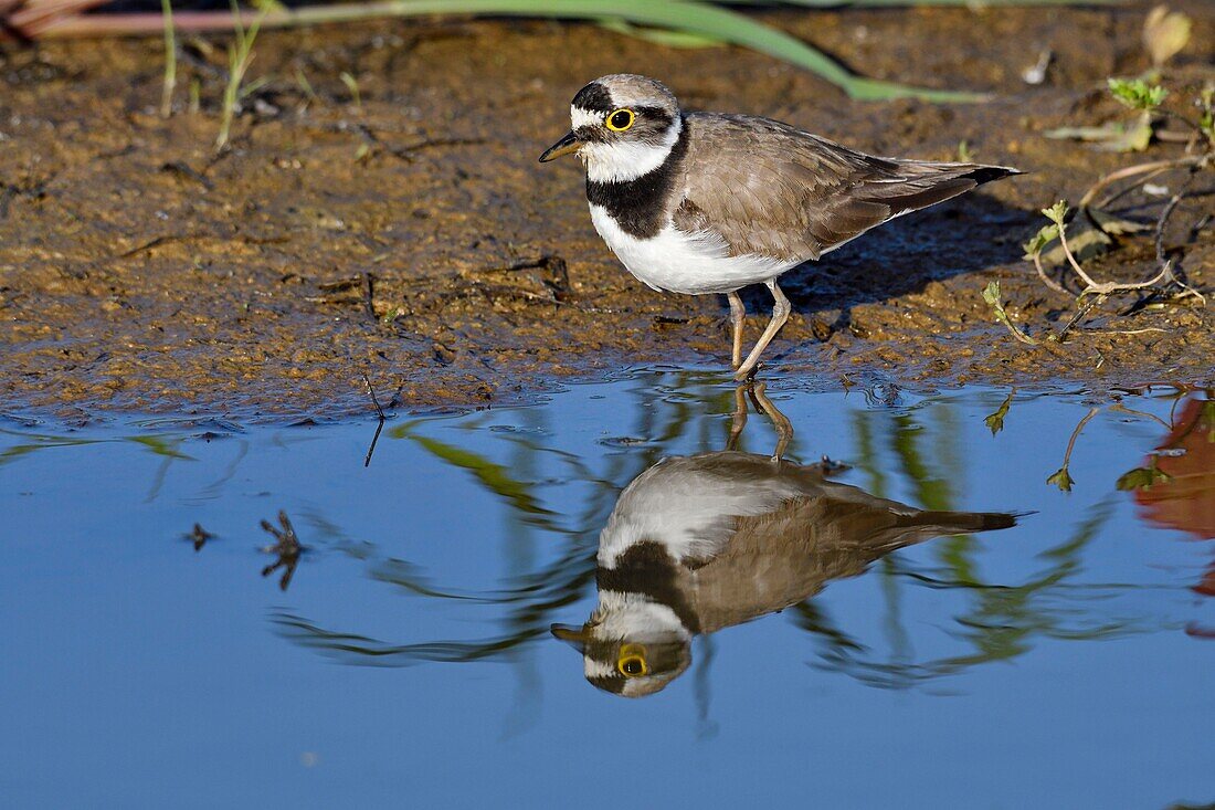 Frankreich, Doubs, Flussregenpfeifer (Charadrius dubius), Jagd in einem Teich