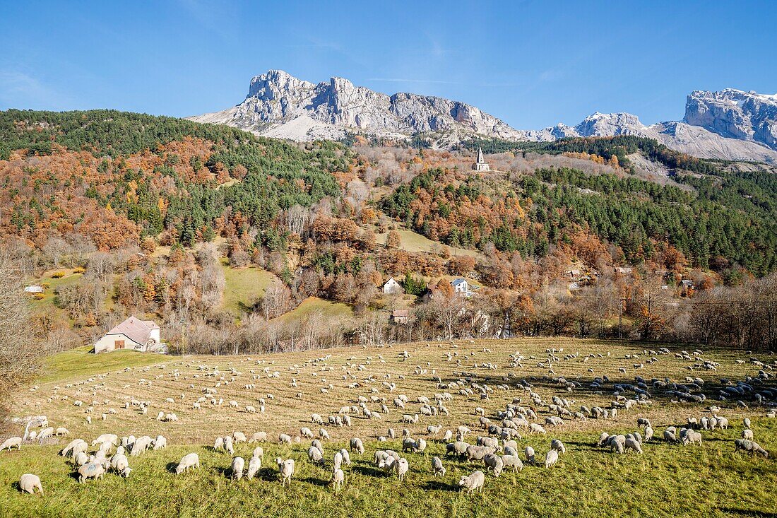 Frankreich, Hautes Alpes, das Dévoluy-Massiv, Saint Disdier en Dévoluy, Schafherde auf einer Wiese, im Hintergrund die romanische Kapelle von Gicons aus dem elften und zwölften Jahrhundert, besser bekannt als La Mere Église, der Berg von Saint Gicon und der Berg von Faraut