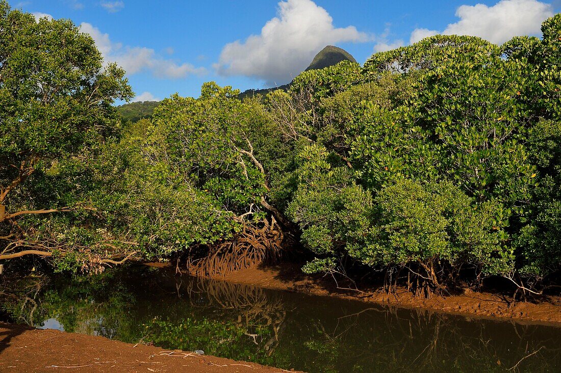 Frankreich, Insel Mayotte (französisches Überseedepartement), Grande Terre, Kani Keli, die Mangroven von Kani Be, im Hintergrund der Berg Choungui