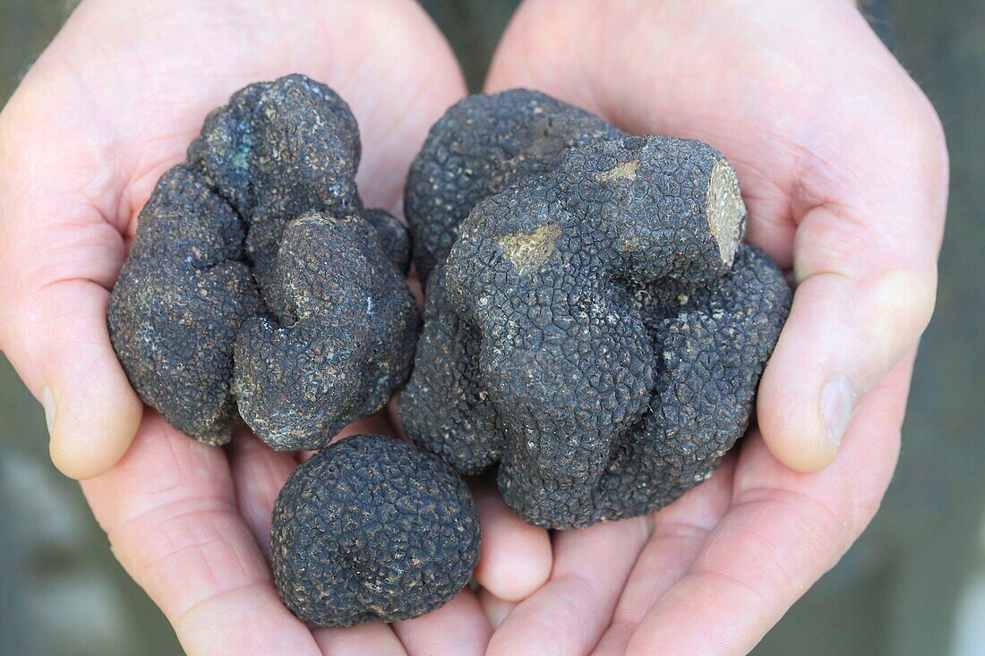 France, Dordogne, Perigord, black truffles (Tuber Melanosporum)