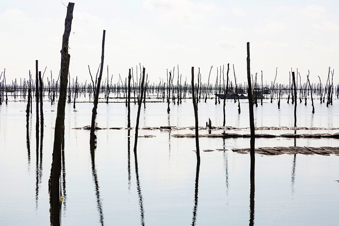 France, Gironde, Bassin d'Arcachon, oyster farming, oyster beds, stakes