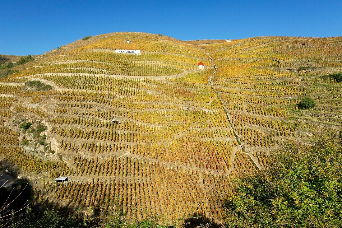 France, Rhone, Ampuis, vineyard AOC Cote Rotie