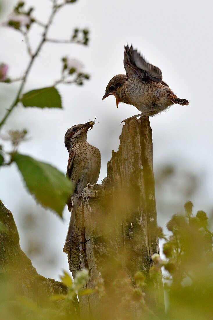 Frankreich, Doubs, Rotrückenwürger (Lanius collurio) Junges auf einem Ast, das aus dem Nest kommt, Fütterung durch das Weibchen