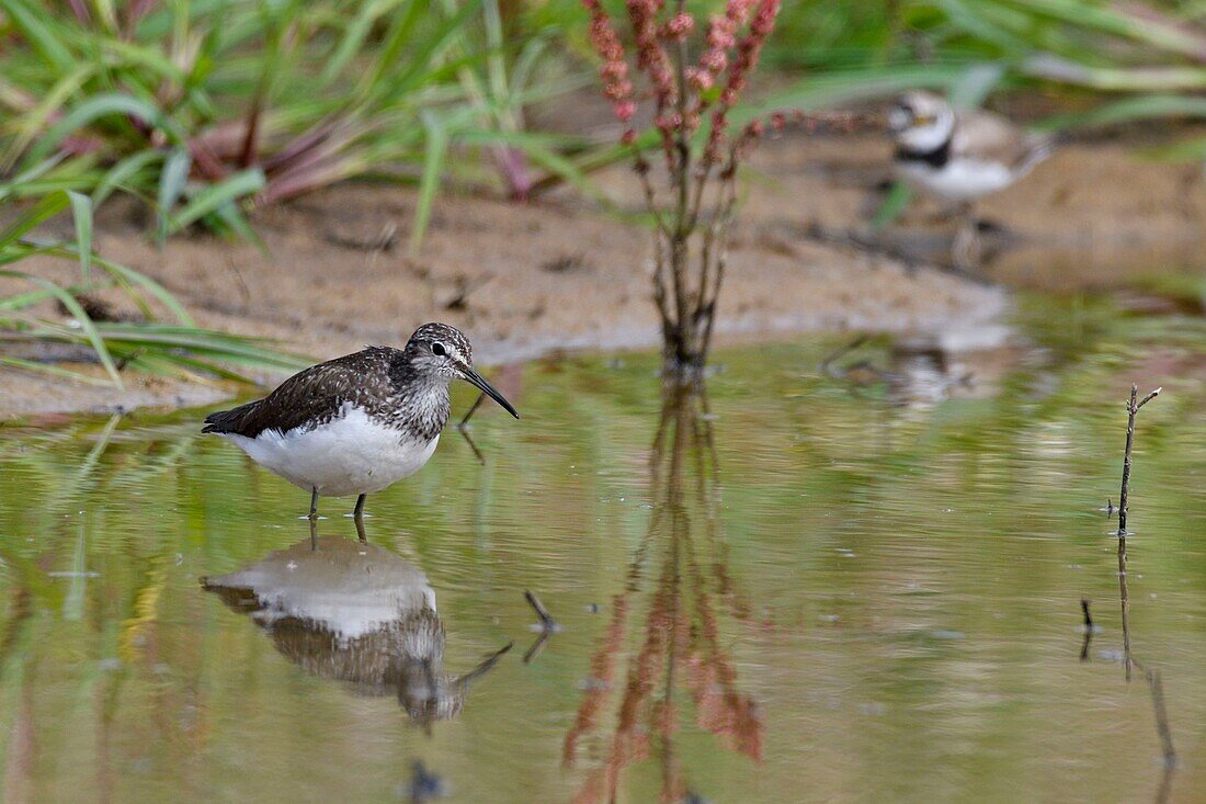 France, Doubs, Green sandpiper (Tringa ochropus), hunting in a pond