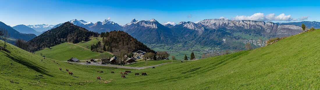 France, Haute Savoie, Lake Annecy, panoramic view of herd of dairy cows in the pass of Forclaz and massif of Bauges