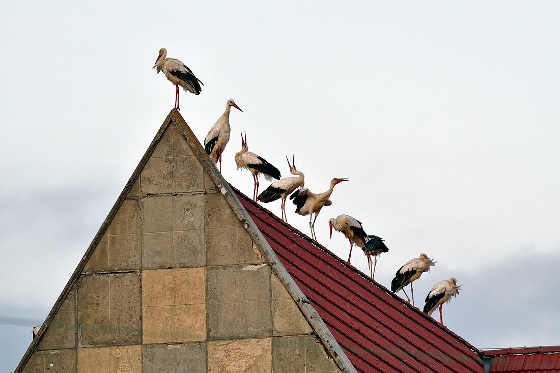 France, Doubs, Audincourt, White Stork (Ciconia ciconia) stopping overnight for buildings in the city