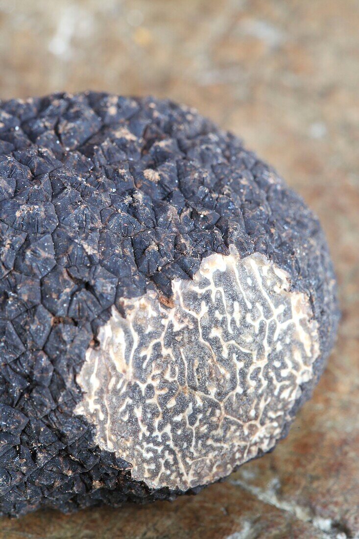 France, Dordogne, Perigord, black truffle (Tuber Melanosporum)