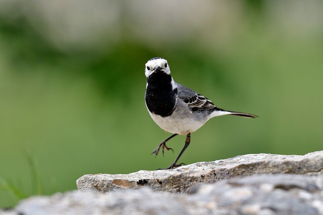 Frankreich, Lozere, Causse Mejean, Bachstelze (Motacilla alba), Fütterung, Nest in einer Steinmauer gebaut