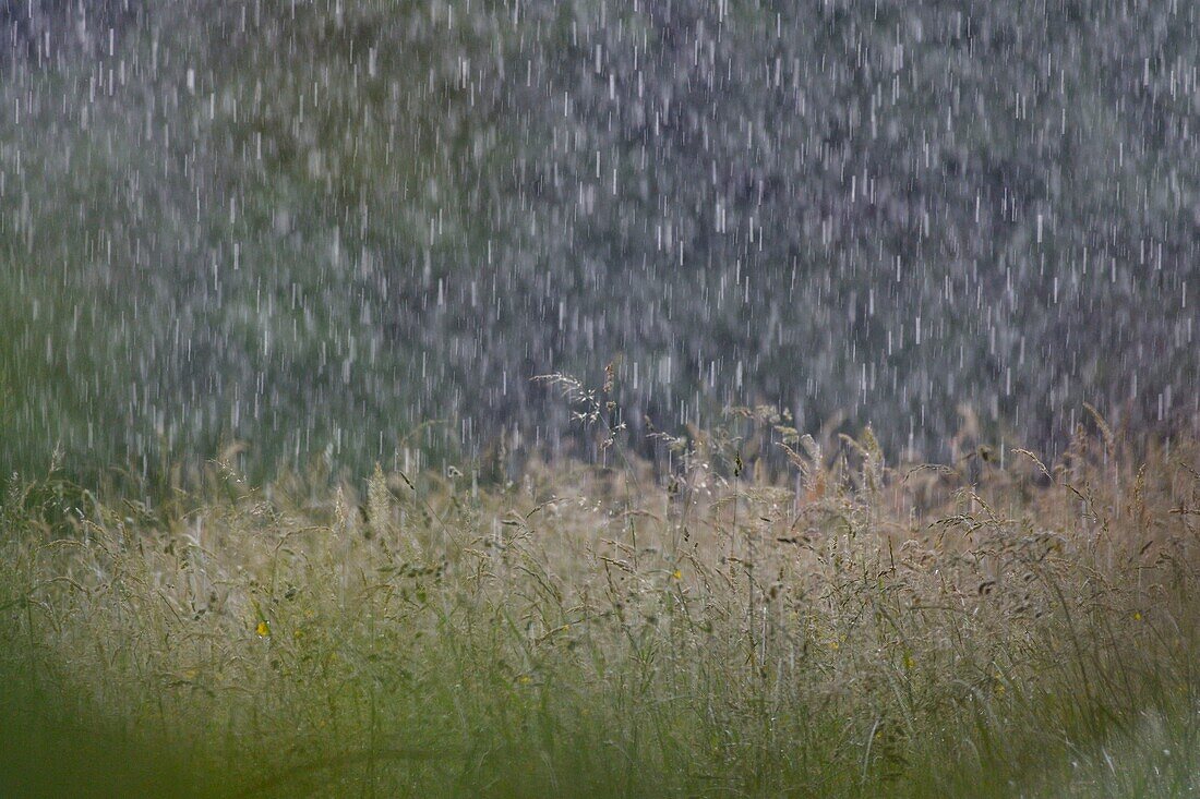 France, Doubs, rain falling in a meadow