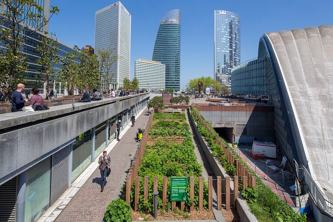 France, Hauts de Seine, suburbs of Paris, La Défense, the Garden of the Ark, shared garden, this flower garden, edible and ecological offers 200m ² of exploitable green spaces. It is cultivated by its members with the advice of a specialized animator