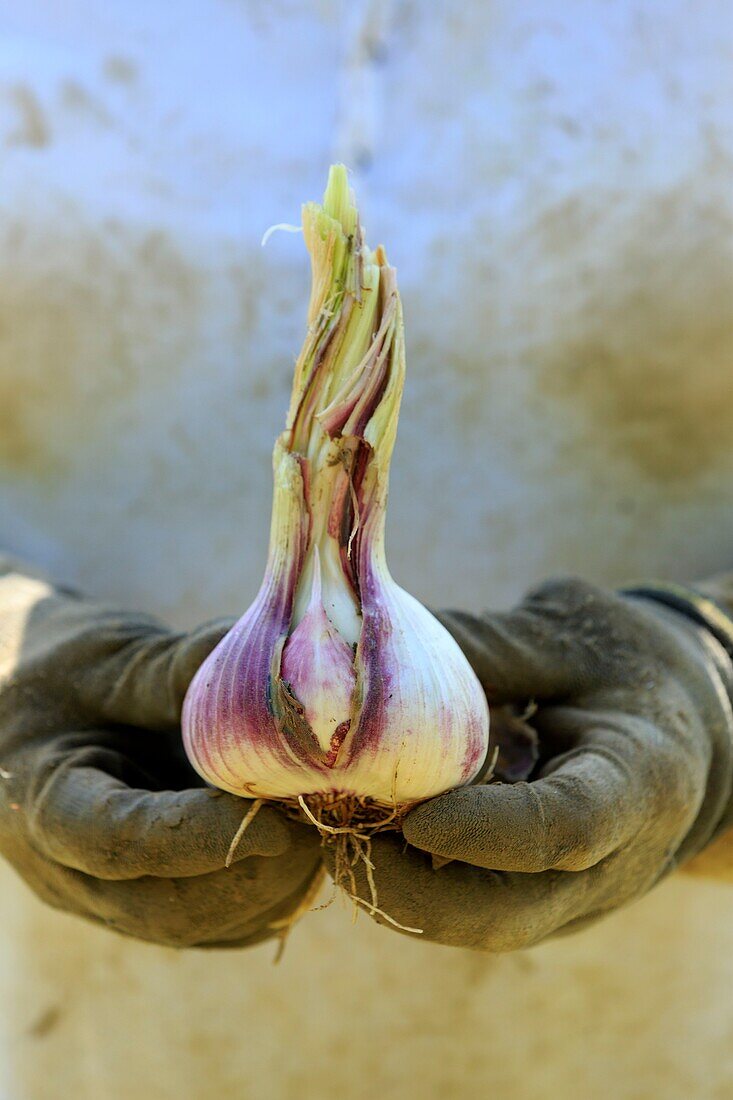 France, Drome, Loriol sur Drome, garlic harvest