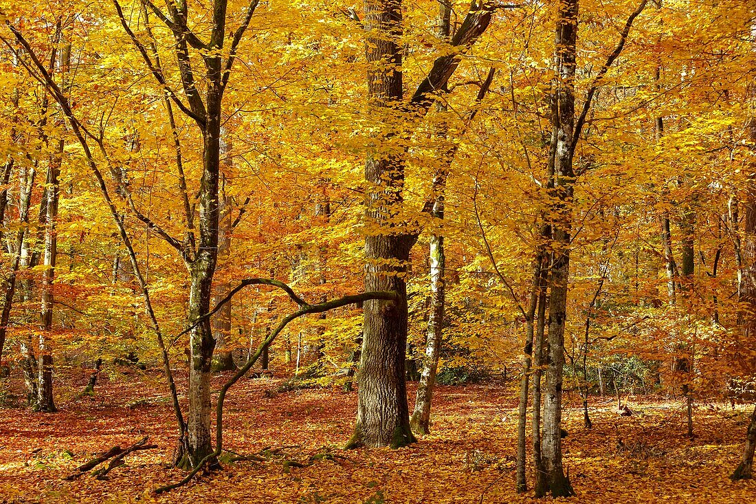 Frankreich, Seine et Marne, Biosphärenreservat Fontainebleau und Gatinais, Wald von Fontainebleau, der von der UNESCO zum Biosphärenreservat erklärt wurde, der Wald im Herbst im Bereich des Table du Roi