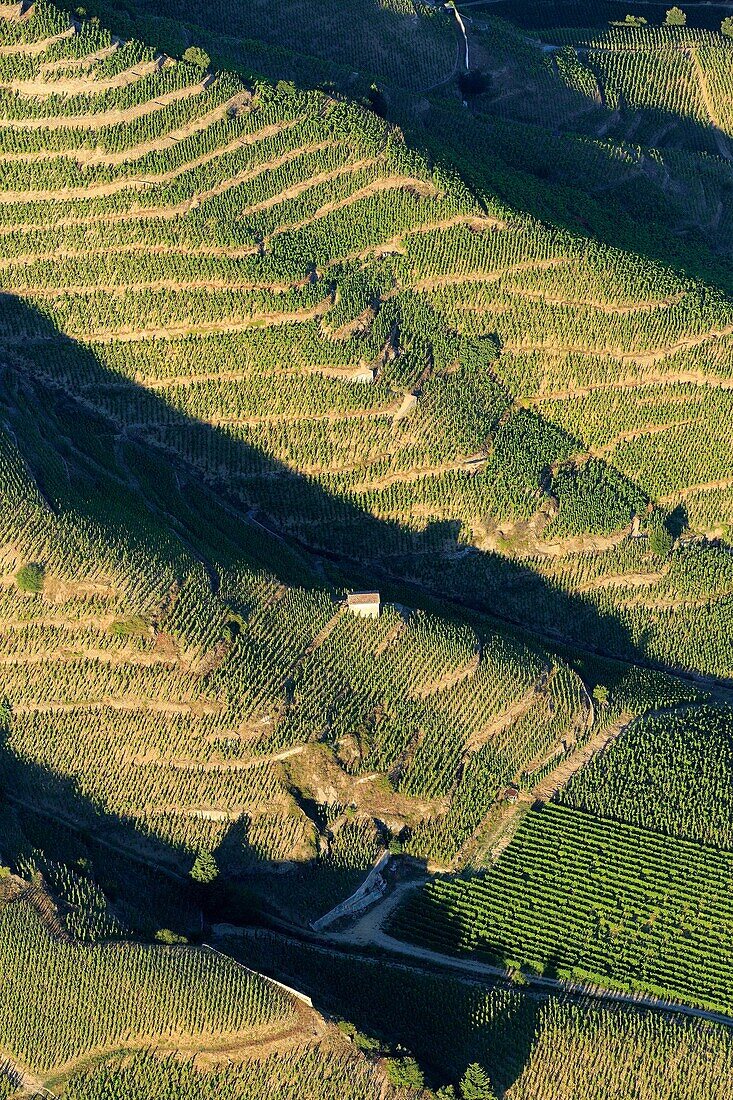 France, Drome, Tain l'Hermitage, AOC Hermitage vineyard (aerial view)