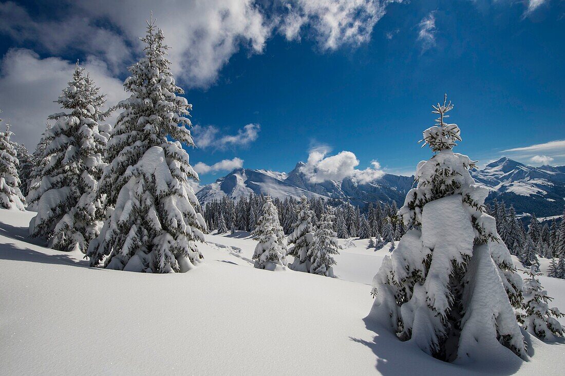 Frankreich, Haute Savoie, Massiv von Aravis, gegangene Wanderung in Schläger auf dem Tablett von Beauregard über den Resorts von Manigod und Clusaz, nach einem großen Schneefall Lichtungen und Gipfel von Aravis