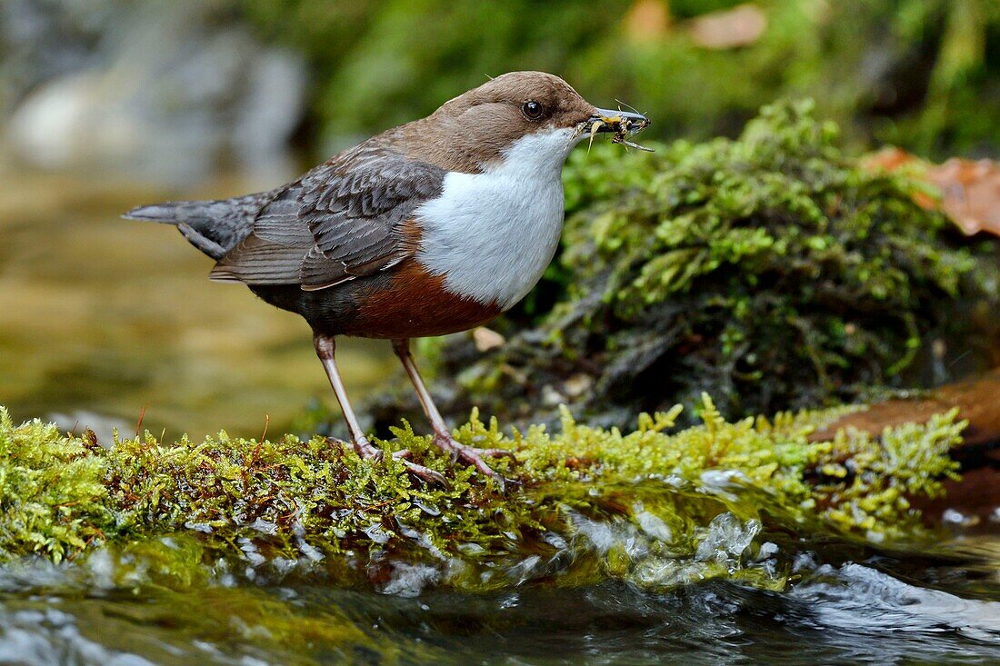 Frankreich, Doubs, Tal der Creuse, Wasseramsel (Cinclus cinclus) im Bach, Altvogel auf der Jagd nach Futter für seine Jungen