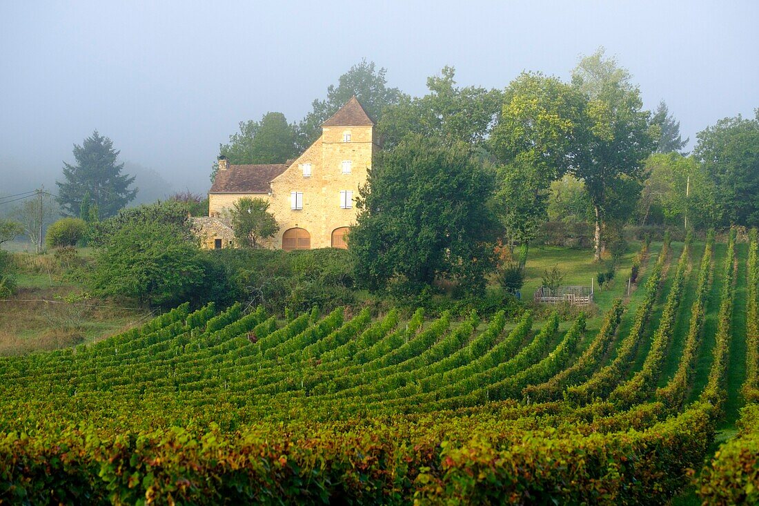 Frankreich, Quercy, Lot, Weinberge von Cahors